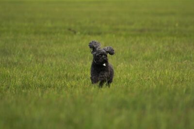 Miniature Poodle running 