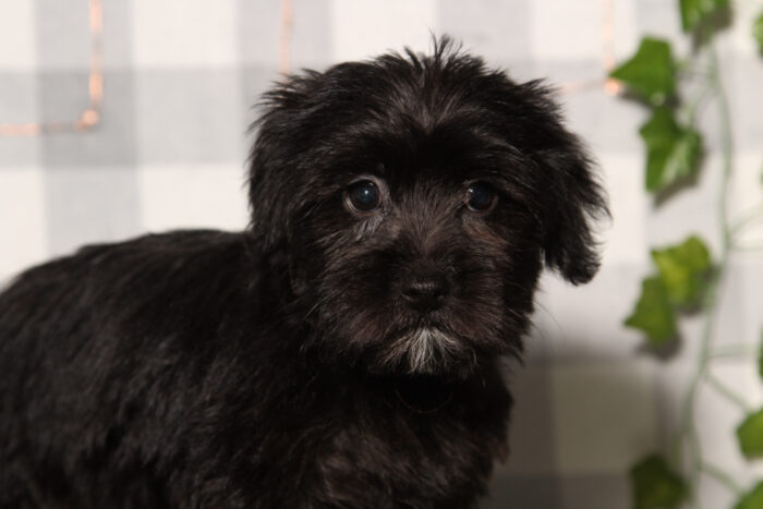 Poppy - Fun Black Female Yorkie-Poo Puppy - Image 4