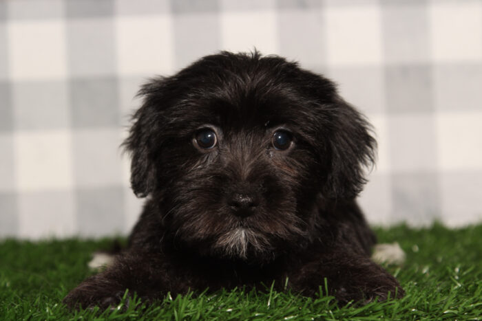 Poppy - Fun Black Female Yorkie-Poo Puppy - Image 3