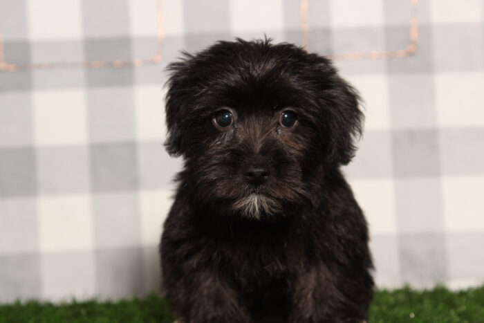 Poppy - Fun Black Female Yorkie-Poo Puppy