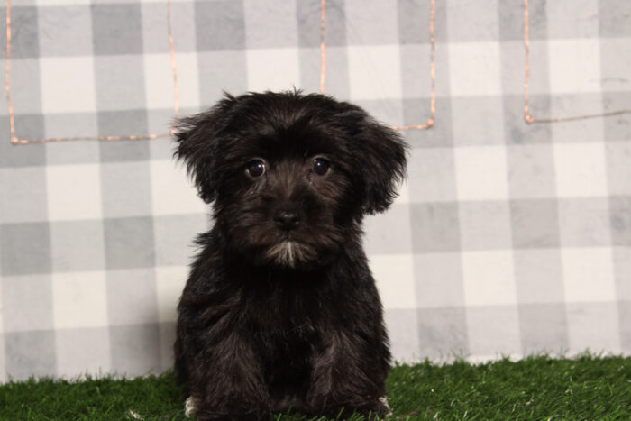 Poppy - Fun Black Female Yorkie-Poo Puppy - Image 2