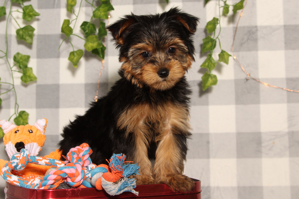 Prince - Black/Tan ACA Male Yorkie Puppy
