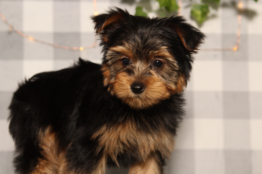 Prince - Black/Tan ACA Male Yorkie Puppy - Image 3