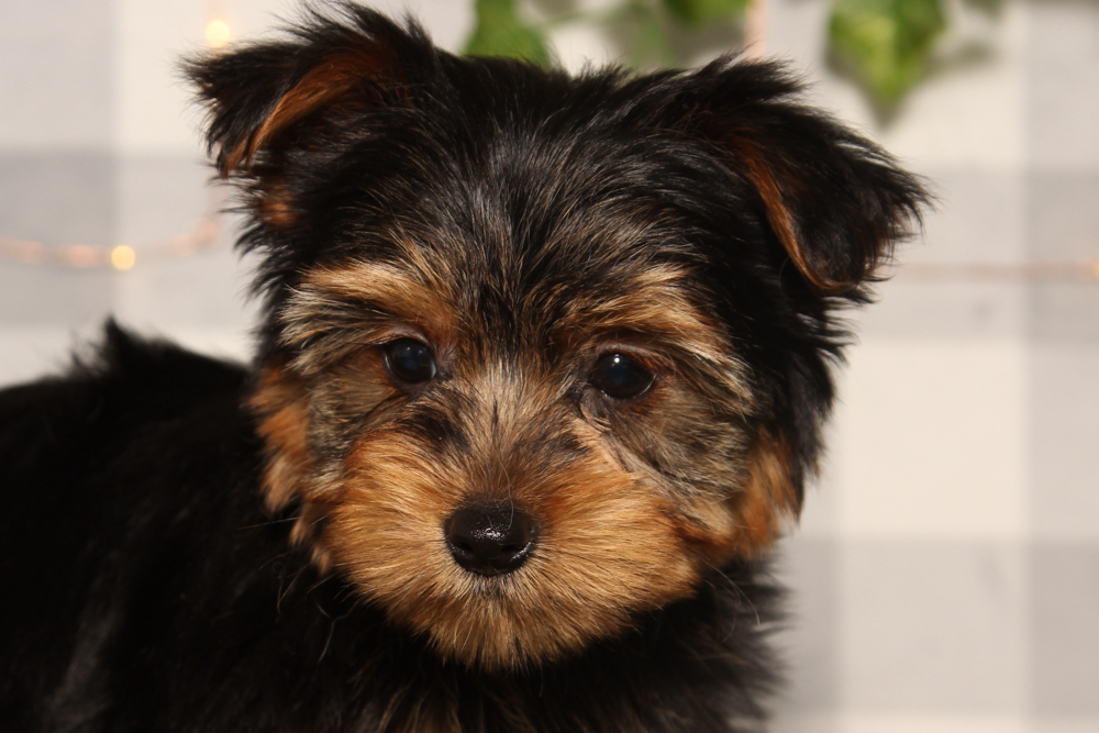 Prince - Black/Tan ACA Male Yorkie Puppy - Image 2