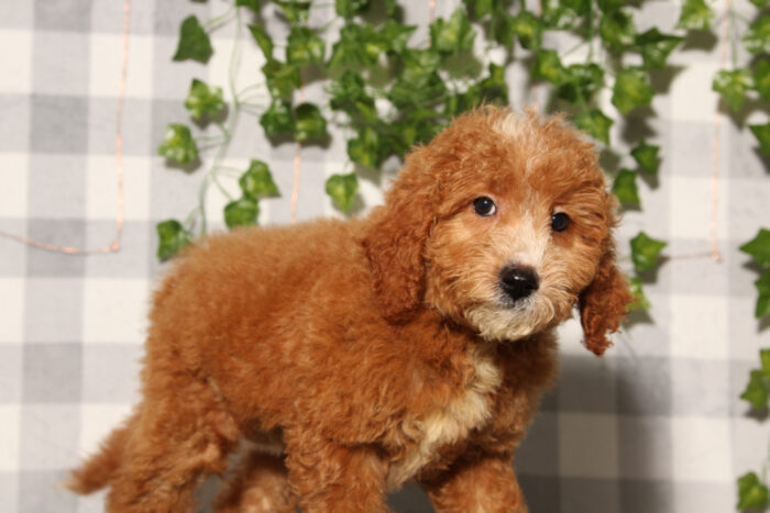 Pumpkin - Red Female F1B Mini Goldendoodle Puppy - Image 5