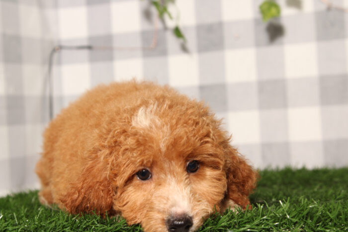 Pumpkin - Red Female F1B Mini Goldendoodle Puppy - Image 4