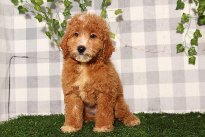 Pumpkin - Red Female F1B Mini Goldendoodle Puppy - Image 3