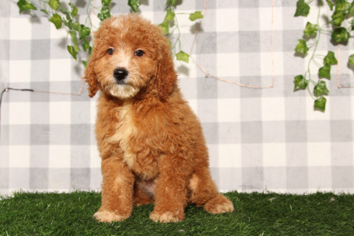 Pumpkin - Red Female F1B Mini Goldendoodle Puppy - Image 2