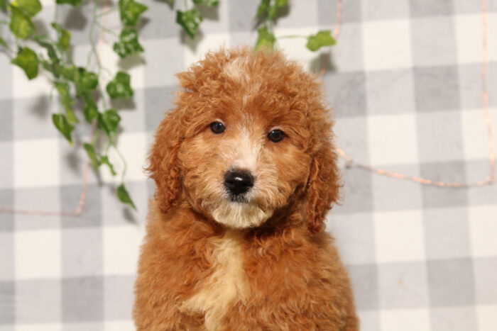 Pumpkin - Red Female F1B Mini Goldendoodle Puppy