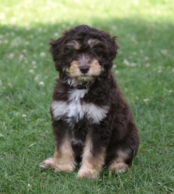 Aussiedoodle Puppy on the grass