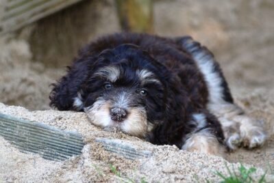 Aussiedoodle Lying Down