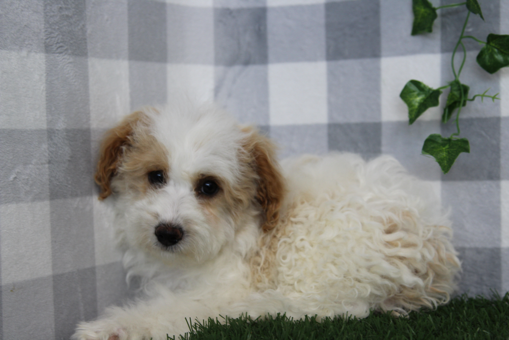 Rauora - Cream/White Female Poochon Puppy - Image 3
