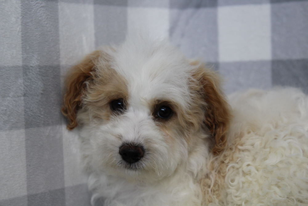 Rauora - Cream/White Female Poochon Puppy