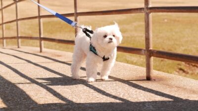 Maltese on a leash