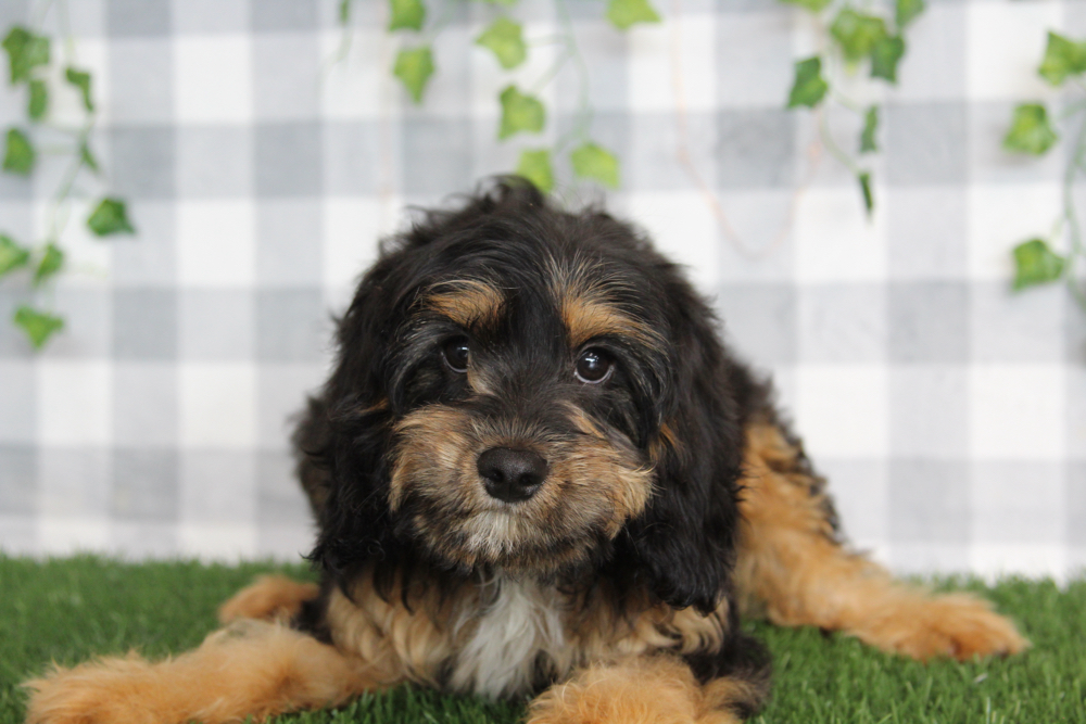 Ram - Balck/Tan Male Cavapoo Puppy - Image 4