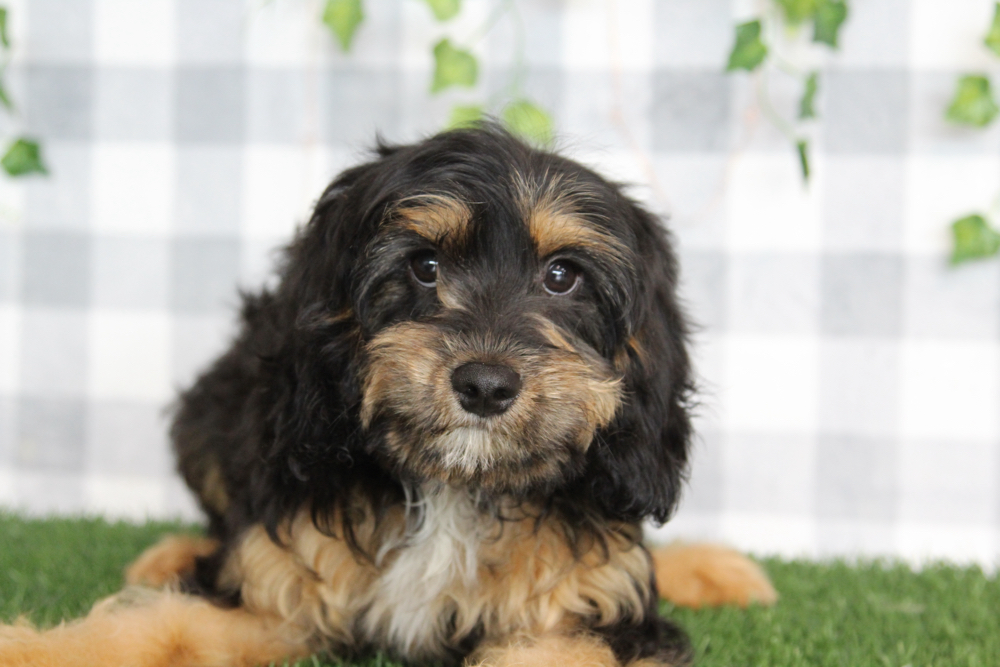 Ram - Balck/Tan Male Cavapoo Puppy
