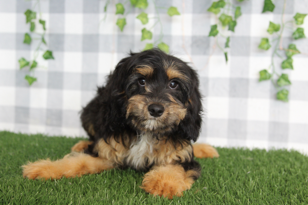 Ram - Balck/Tan Male Cavapoo Puppy - Image 3