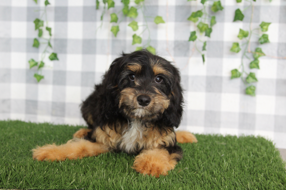 Ram - Balck/Tan Male Cavapoo Puppy - Image 2