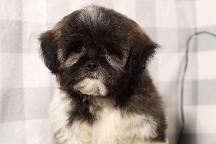 Ranger - Bright-eyed Brindle Male Teddy Bear Puppy