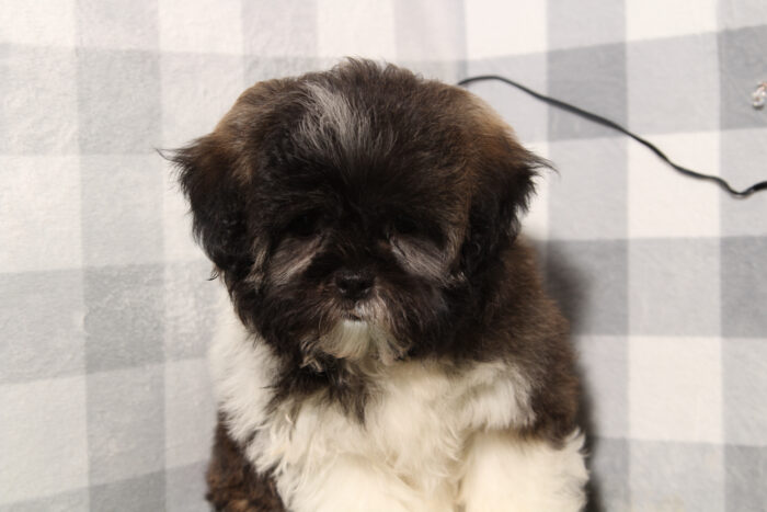 Ranger - Bright-eyed Brindle Male Teddy Bear Puppy - Image 3