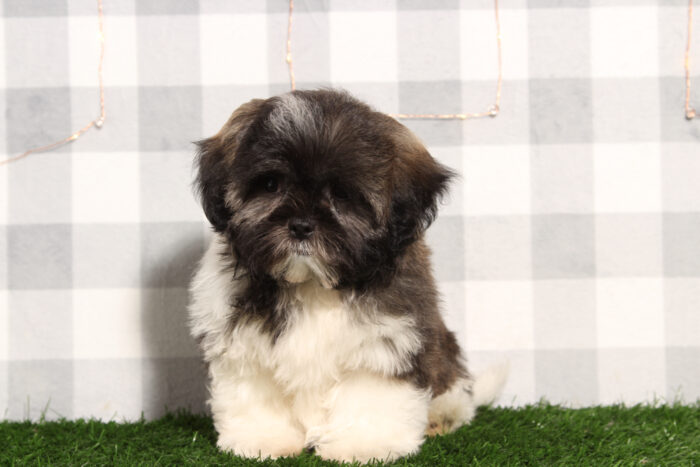 Ranger - Bright-eyed Brindle Male Teddy Bear Puppy - Image 2