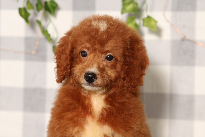 Raven - Red Female F1B Mini Goldendoodle Puppy