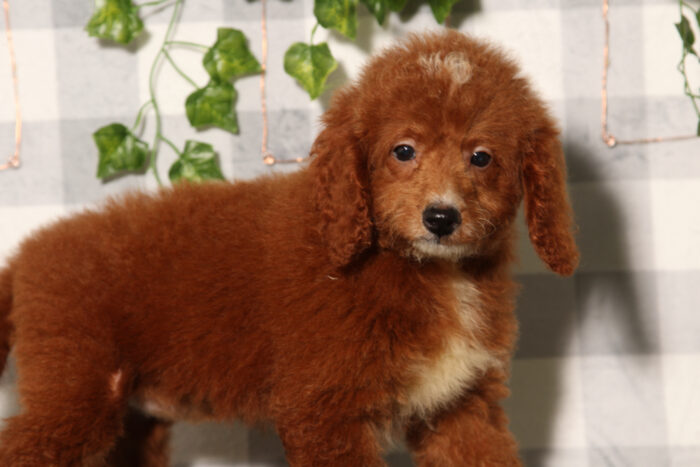 Raven - Red Female F1B Mini Goldendoodle Puppy - Image 4