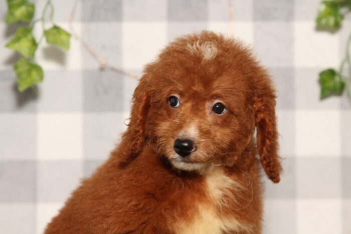 Raven - Red Female F1B Mini Goldendoodle Puppy - Image 3