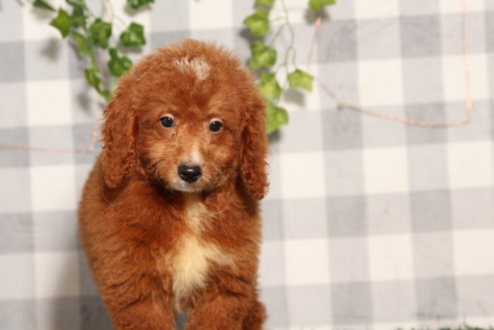 Raven - Red Female F1B Mini Goldendoodle Puppy - Image 2