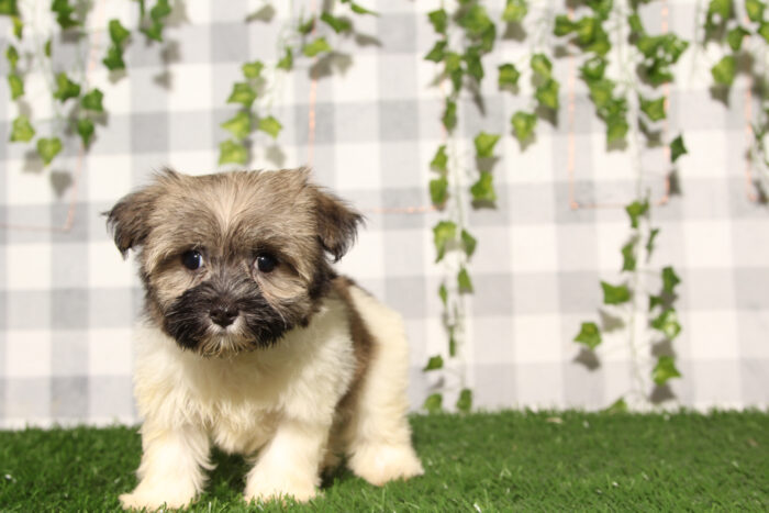 Raya - Tri AKC Female Havanese Puppy