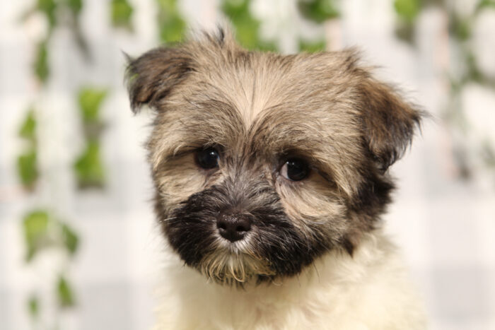 Raya - Tri AKC Female Havanese Puppy - Image 3