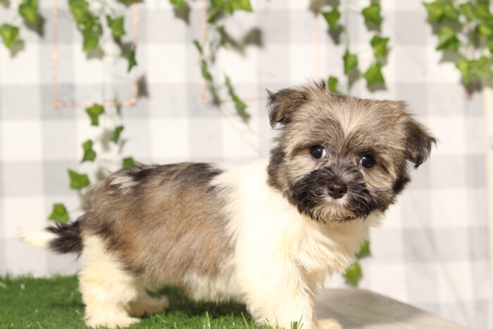 Raya - Tri AKC Female Havanese Puppy - Image 2