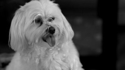 Black and White photo of a Maltese dog