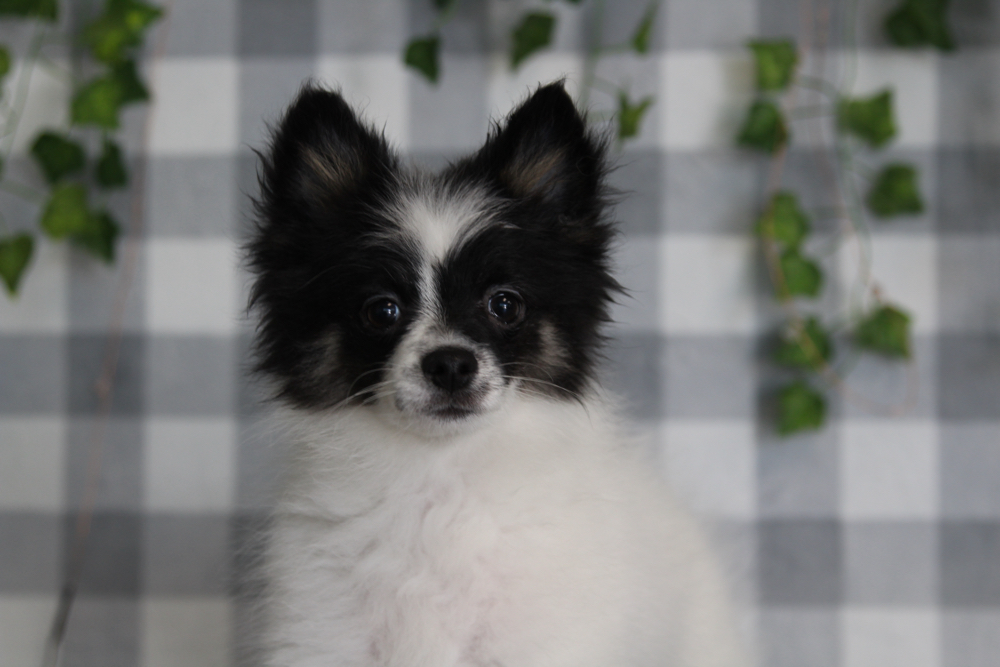 Rick - Black/White Male Pomeranian Puppy - Image 3