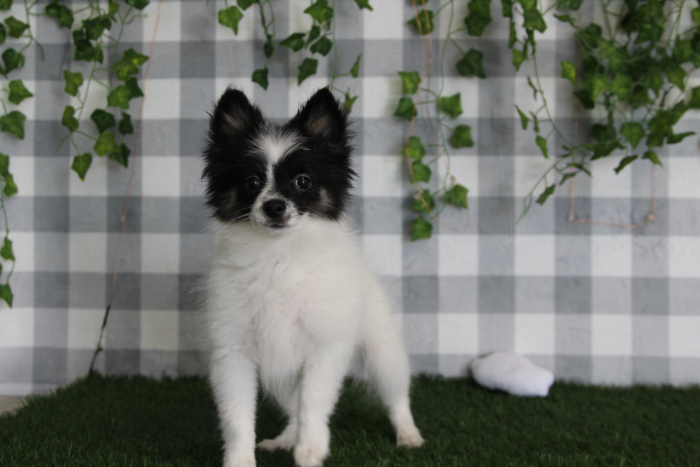 Rick - Black/White Male Pomeranian Puppy - Image 2