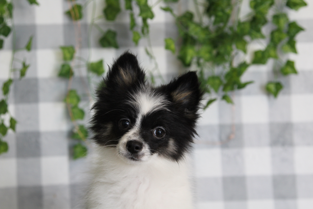 Rick - Black/White Male Pomeranian Puppy