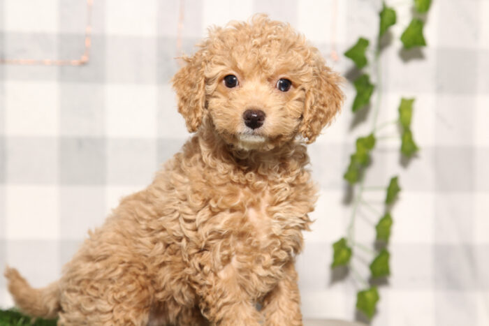 Rio - Male Cavapoo Puppy