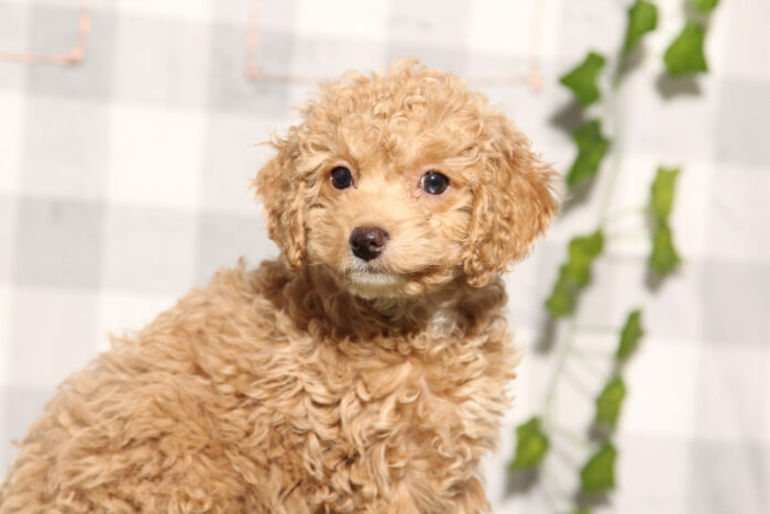 Rio - Male Cavapoo Puppy - Image 2