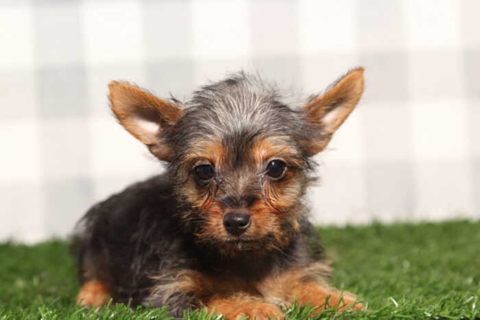 River - Male Yorkie Puppy