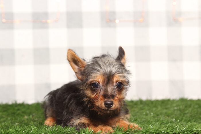 River - Male Yorkie Puppy - Image 2