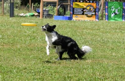 Black and white border collie chasing a frisbee