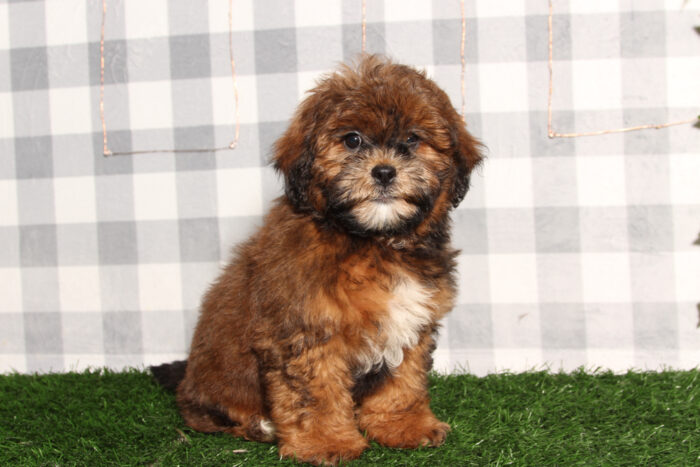 Rocky - Brindle Male Shorkie Puppy