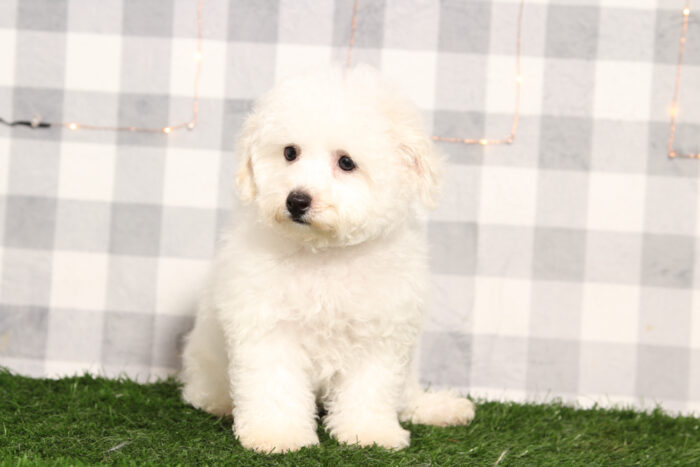 Rocky - Male Bichon Frise Puppy - Image 4