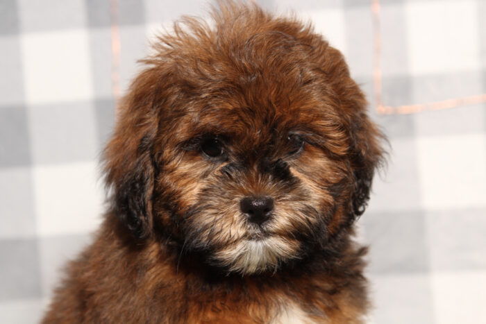 Rocky - Brindle Male Shorkie Puppy - Image 3