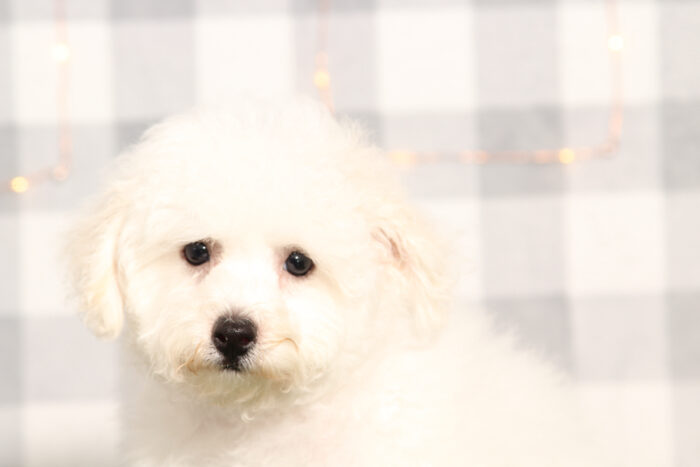 Rocky - Male Bichon Frise Puppy