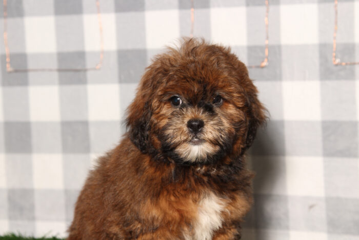 Rocky - Brindle Male Shorkie Puppy - Image 2