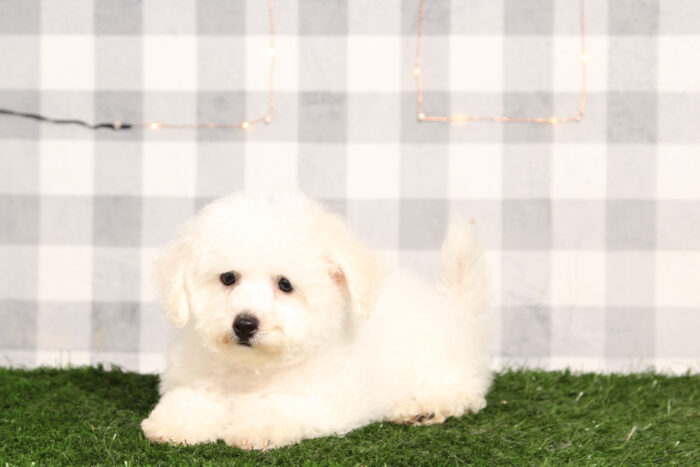 Rocky - Male Bichon Frise Puppy - Image 2
