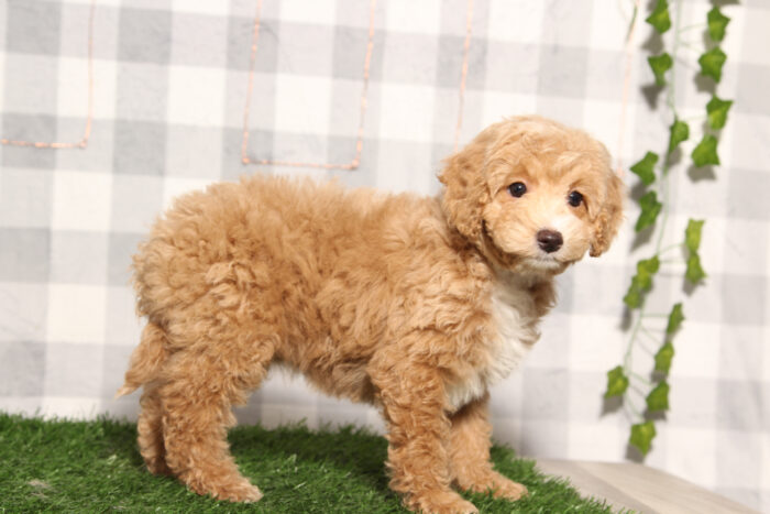 Rollie - Female Cavapoo Puppy - Image 2