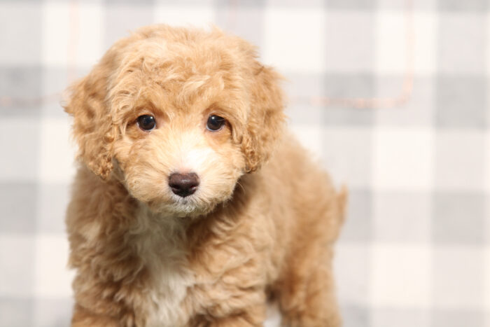 Rollie - Female Cavapoo Puppy