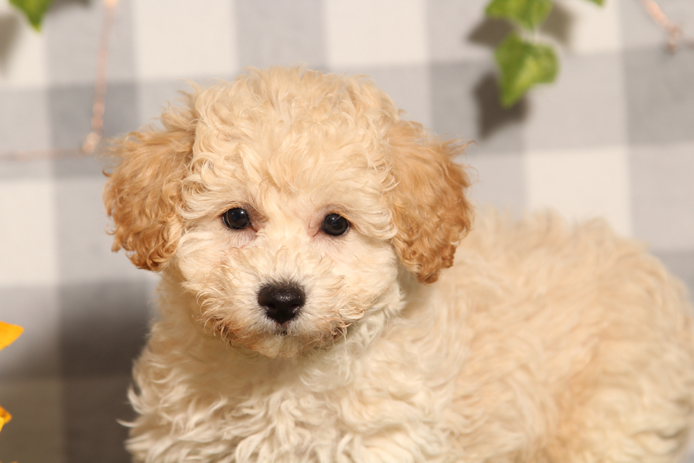 Rory - Cream Male Poochon Puppy